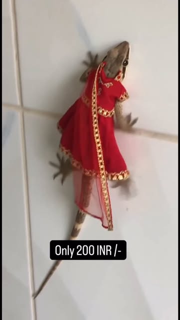 #Dress Reel by @gouravbagora.ai - ab ghar ki shadi me chipkaliya bhi sajegi savregi. Chipkali wedding dress only for 200 rupees. 🦎