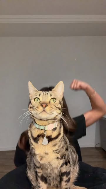 #Cat Tiktok Trends 2026 Reel by @alyyforlife (verified account) - With my bestie like everything fun #cats #fypageシ゚ #foryou #cat #viral