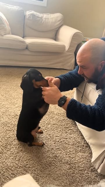 #Puppylove Reel by @littleheartdachshund - He's so so attentive 😂😂😂.
#minidachshund #wienerdog #dachshund
#weinerdog #dappledachshund
#minidachshunds #minidappledachshund #puppydachshund #da