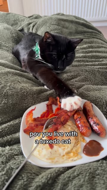 #Funnycat Reel by @harvey.the.tux (verified account) - He's the best helper…obviously 🫣
Does your cat steal food? Harvey is a MAJOR foodie 😹
#tuxedocat #catlover #funnycat