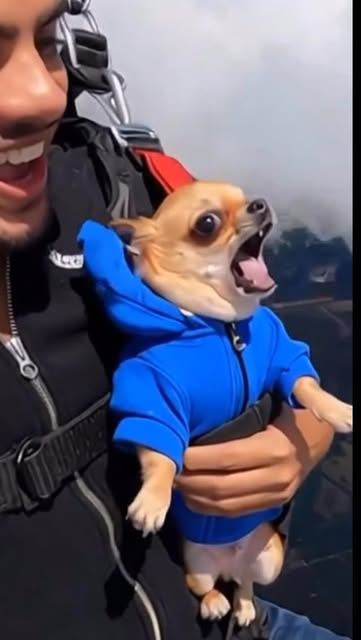 #Sky Reel by @omverse.ai - Dog Enjoying Sky…

@omverse.ai 

#dog #funny #explorepage #reelsindia #sky