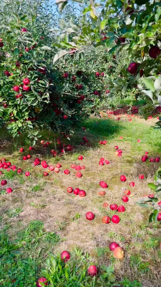 Apple orchard walking videos! Organic farming at Michigan USA! Red apples tree#naturephotography #naturelovers #nature #fruits do you like apples?