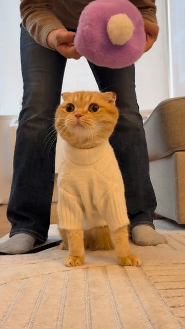 #Cats Reel by @spongecake_thescottishfold (verified account) - Sponge Cake was so sweet and patient! Happy Caturday! #cats #cat #catsofinstagram #nyc #viralreels