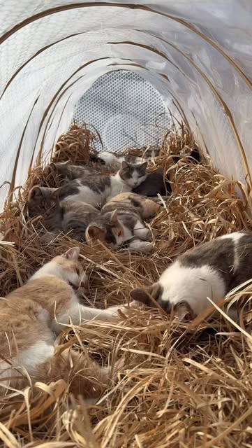 #Cat Sanctuary Reel by @catwonderful_ - Having a great time at the shelter