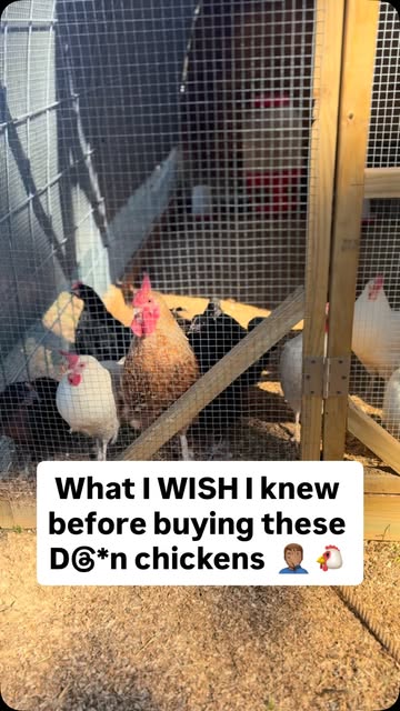 #Homestead Reel by @moneytreesatl - These should be chicken facts documented SOMEWHERE !
I've heard that some people buy chickens and they turn into donkeys 🤷🏽♂️ ITS CRAZY BUT ITS TR