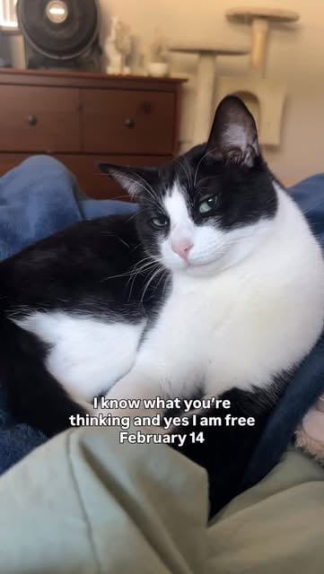 #Catlover Reel by @wesandsadie - So what should we do? 😼 I'm thinking a delicious wet food dinner, we can watch some cat tv, do some wand toy chasing, and snuggles on the heated blan