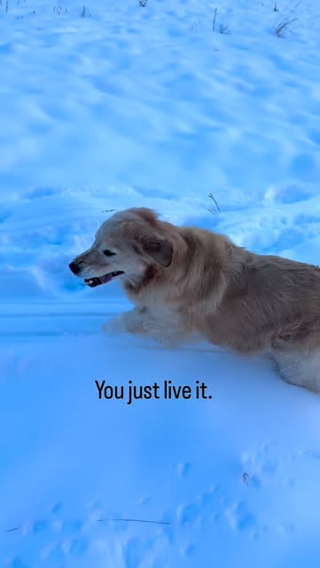 #Goodvibes Reel by @mayamoo_golden - I hope everyone at some point in their life gets to experience pure joy❤️
.
.
.
.
#goldenretriever #dogsofinstagram #goodgirl #mansbestfriend #goodvib