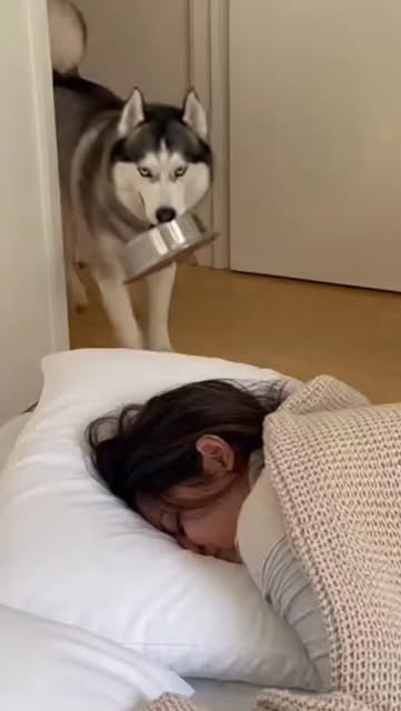 #Funnyanimals Reel by @dogloveusa - Wake up... I need snacks 🥣⏰🐶😂 #funnydogs #dog #doglover #funnyanimals #petlovers