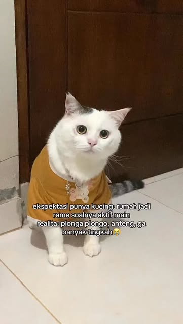 #Kucing Reel by @bondsibondd - mukanya plongo bgt adek😭 #cat #catsofinstagram #kucing #kucinglucu #kucing