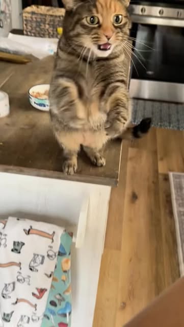 #Funnycat Reel by @everythingcathub - Clingy cats are the little shadows of the feline world, following their humans from room to room as if they're on an invisible leash. The moment you s