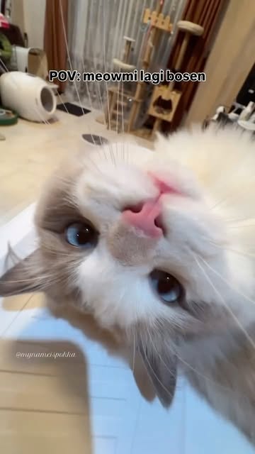#Kucinglucu Reel by @mynameispokka (verified account) - 😾: berakin neh ranjang nanti malem
•
•
•
#ragdoll #catlover #kucingragdoll #kucingputih #ragdollbluebicolor #kitten #catsofinstagram #kucinglucu #rag