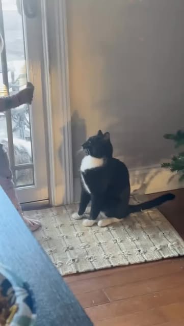 #Funnycat Reel by @everythingcathub - Cats fighting back against toddlers is less about aggression and more about tiny acts of protest and self-defense. A toddler approaches with wobbly co