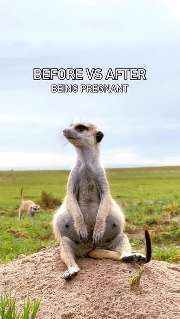 #Photooftheday Reel by @jackswynnerton (verified account) - Follow @jackswynnerton for more incredible content.

Mother Meerkat 🥹🫶
.
.
.
#photooftheday #reels #foryou #meerkat #travel