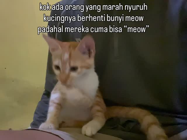 kok tega 😢 . . . . . . . #fyp #fypage #fypシ #trending #reels #cats #cat #cats_of_instagram #kucing #kucinglucu