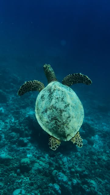 #Oceanic Reel by @raalhu_mv - oceanic serenity 💙🌊🐬
#ocean #maldives #underwater #reel #oceantherapy #scuba #oceanlife
@spa_da_11