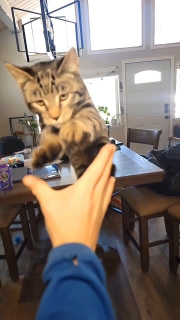 #Kitten Reel by @hopeandtrunks - His face while mid flight π
#cat #kitten #catsofinstagram