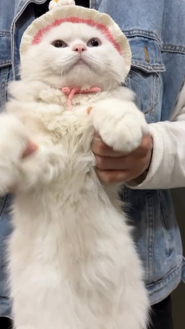 #Cat Tiktok Trends 2026 Reel by @kittysavintha - Masetala masetala.. rio is trending
Follow for more…
#Cat #trending #cute #viral #viralvideos