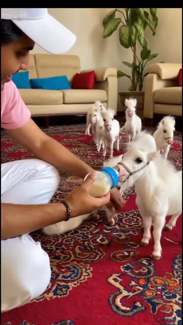 #Smile Reel by @mr_sohailrajpoot (verified account) - A tiny horse with a huge heart 🐴🤍
Pure cuteness, gentle steps, and peaceful vibes - this little beauty makes everyone smile 😊
Watch till the end fo