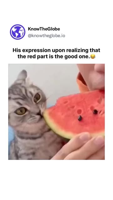 #Catlover Reel by @knowtheglobe.io - This charming video features a wide-eyed, tabby cat experiencing a hilarious culinary revelation while sharing a snack with its owner. Initially, the