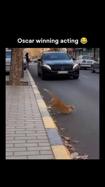 #Igers Reel by @vasumishra88 - This cat woke up and chose audacity.

Middle of the city. Sidewalk as a mattress.
Rolling around like rent is paid, bills are cleared,
and nothing on 