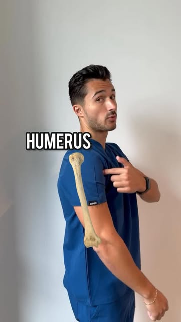 #Medschool Reel by @medschoolbro (verified account) - Basic Bone Anatomy π¦΄πΊ
#doctor #medicalstudent #medschool #anatomy #anatomyclass