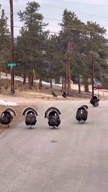 #Wild Turkeys Reel by @goodbulloutdoors (verified account) - I love the sound of those wing drags on asphalt!
#turkeys #wildlife #strutting