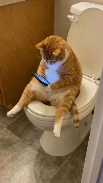 #Cats Reel by @ai_creator_kharkiv - Created with @imagineartofficial
#aicreatorkharkiv #imagineartofficial #higgsfield #cats #cutecat