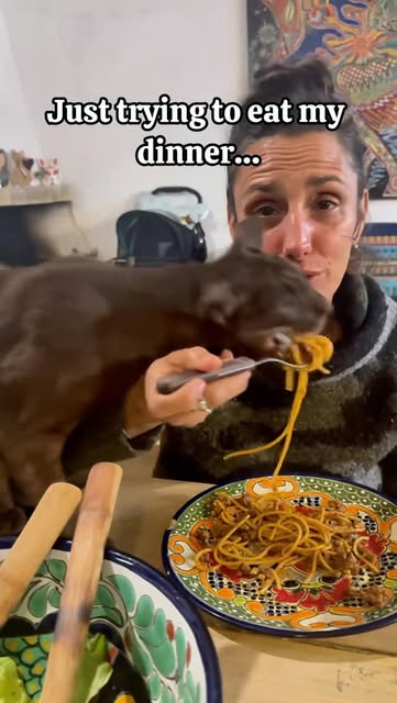 #Funnycats Reel by @4cats2023 - Never trust a cat near food #cats #foodthief #funnycats #catlife #catcrime