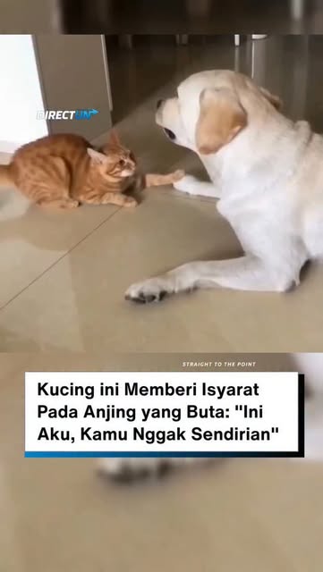 #Anjing Reel by @directun - Dengan sentuhan lembut, sang kucing memberi isyarat pada anjing buta itu-ini aku.
Tanpa suara, tanpa kata. Hanya kehadiran yang menenangkan.
Seolah