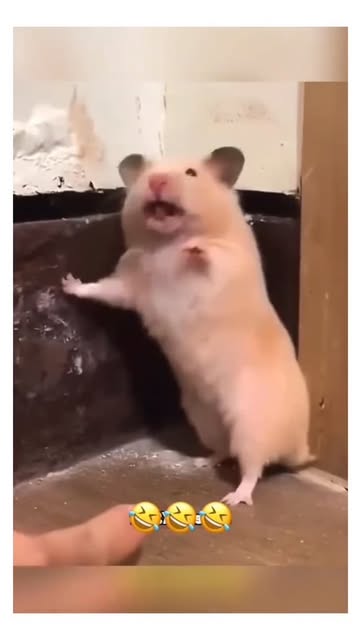#Funnyanimals Reel by @purrmuffin_ - 🤣
#funnyvideos #funnyanimals #fyp #funny