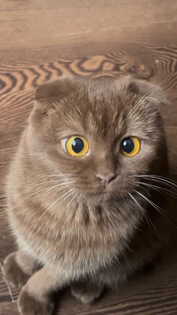 #Cat Reel by @plu.shaaa - 🤎
#cat #plushaaa #плюша