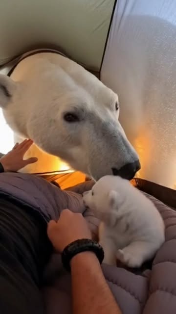 #King Reel by @pawfectmomet - The Guardian of the Ice
The Arctic sun hung low on the horizon, casting a pale gold light over the icy waters of the Chukchi Sea. Yamato, an experienc