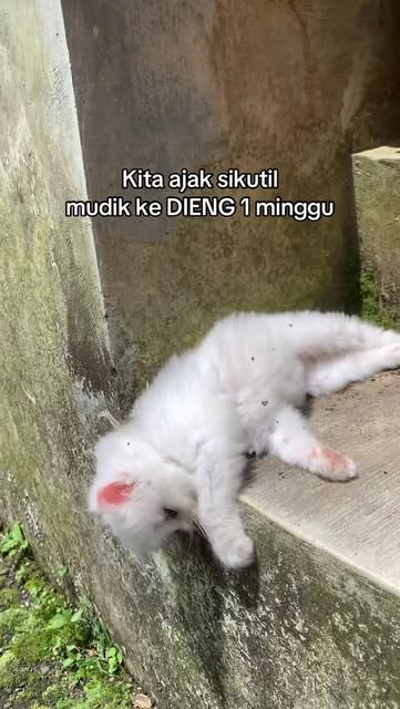 #Kucinglucu Reel by @nonarinn_ - #kucingcore #kucinglucu #wongwonosobo