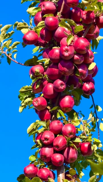 #Naturephotography Reel by @amazingnature628 - What do you like most apple or pears? Delicious fruit #naturephotography #nature #naturelovers #fruits #naturelover