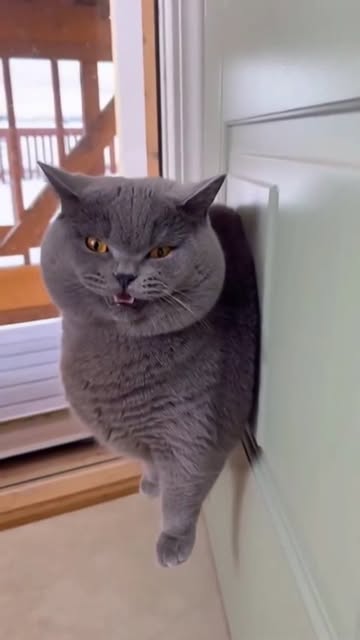 #Funnycat Reel by @rahmadanugerah7 - #cutecat #catsofinstagram #instacat #catlover #meow #funnycat #catlife #petsofinstagram #catoftheday #bestmeow #kitty #catstagram #feline #happycat