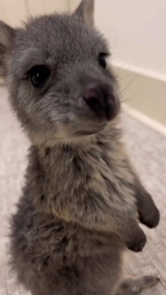 Baby kangaroos are called joeys. When a joey is born, it is extremely small, blind, and hairlessβabout the size of a grape! Because of this, it cannot survive outside its motherβs pouch. Immediately a