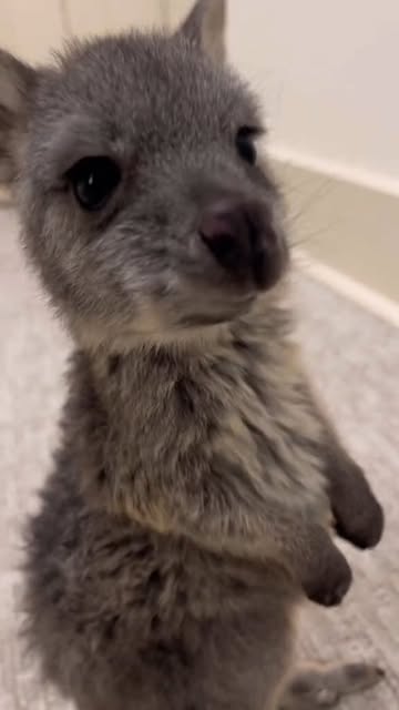 #Wanderlust Reel by @earth.in.reels - Baby kangaroos are called joeys. When a joey is born, it is extremely small, blind, and hairless-about the size of a grape! Because of this, it cannot