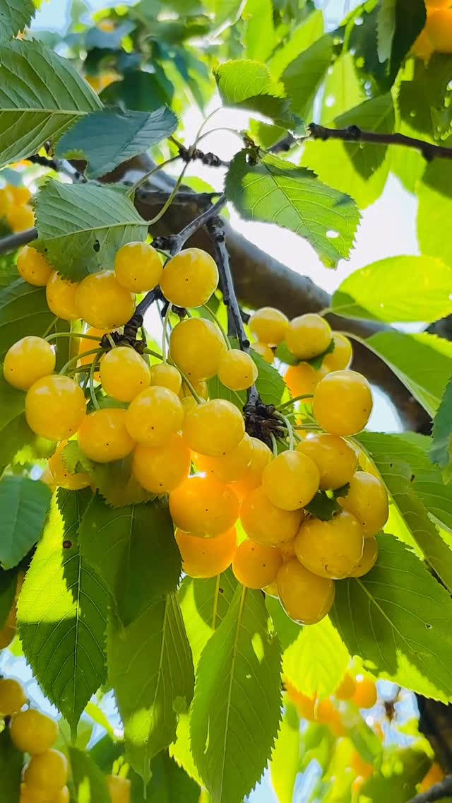 Which color cherry do you like? Red or yellow #naturephotography #nature #naturelovers #fruits