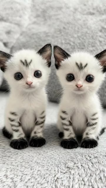 #Catlovers Group Reel by @wish_ai_creator - Cute tiny unreal kittens 🖤🤍
You and your bestie finally linked up and the separation anxiety is gone. 👯♀️
Just two tiny snow kittens discussing th