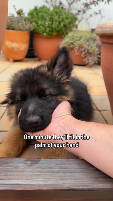 #Germanshepherdpuppy Reel by @allie.the.shepherd - Beautiful memories like these ❤️
This little German shepherd is still my pup, at almost 9 months old. Still having all these beautiful memories is won