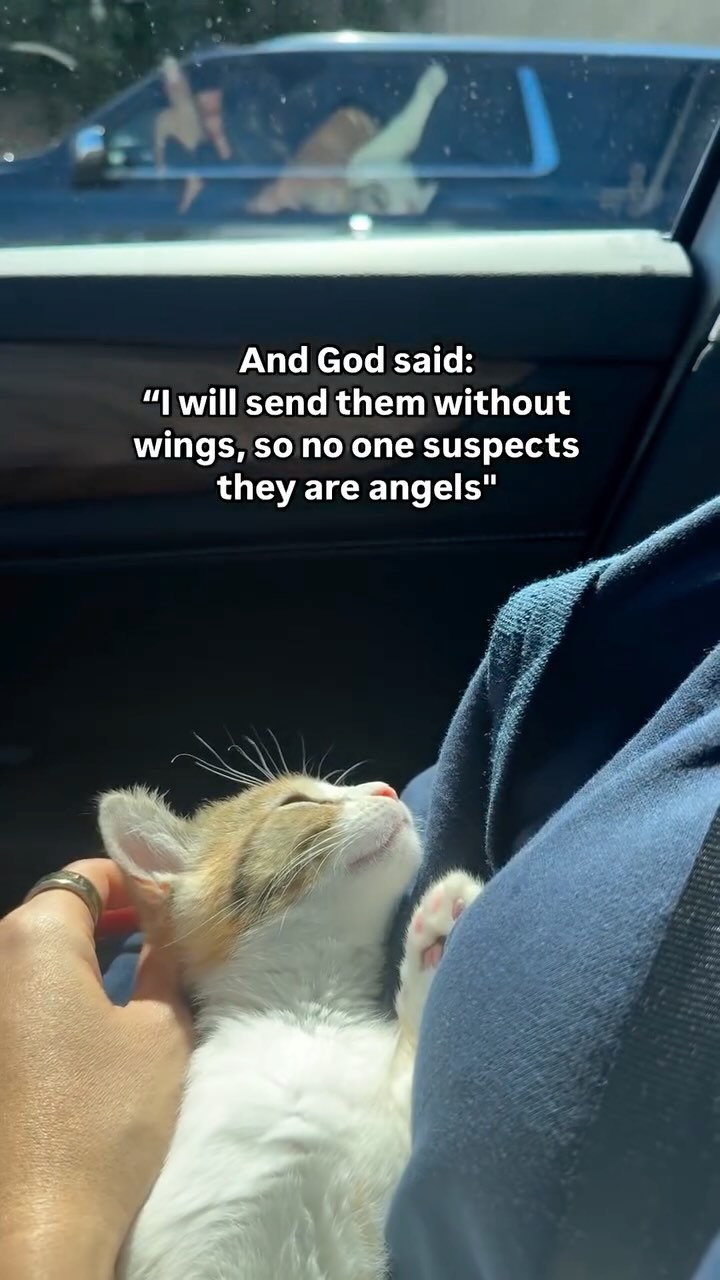 #cats_of_instagram #cats #kittenlovers #dailycats #cute #tunasworld #kittens #petscorner #pets #goldensofpetsagram #petsofig #petsofinsta #catsfollowers #catslovers #kitten #calicocat #cutepet