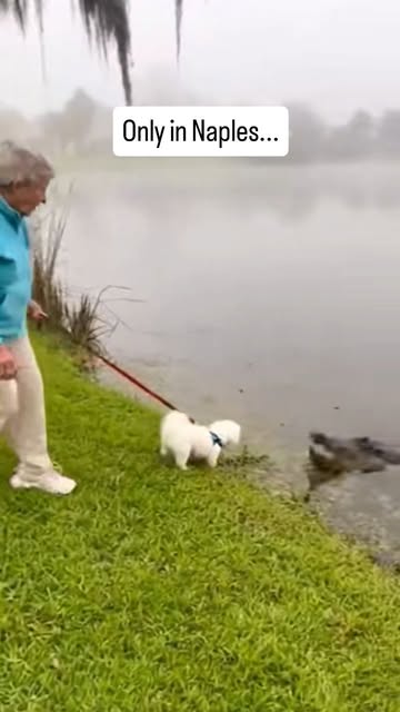 #Landscape Reel by @naples.florida.life (verified account) - Naples is one of the rare places where wildlife and residential life share the same edges of lakes, golf courses, parks, and backyards, creating a lan