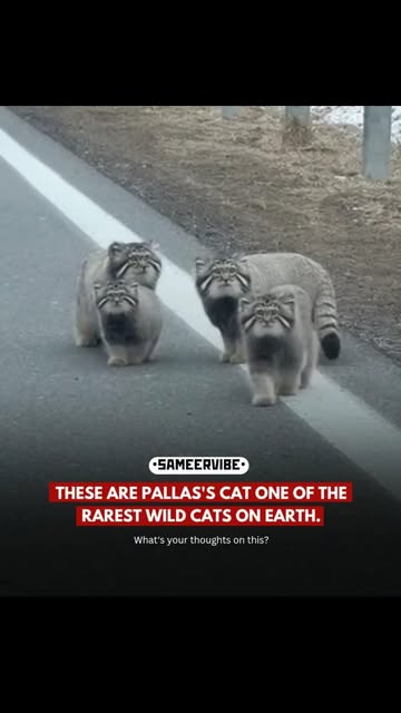 #Nature Reel by @headlines24h (verified account) - The **Pallas's cat** (scientific name: *Otocolobus manul*) is easily one of the most extraordinary and mysterious wild cats out there. Hailing from th