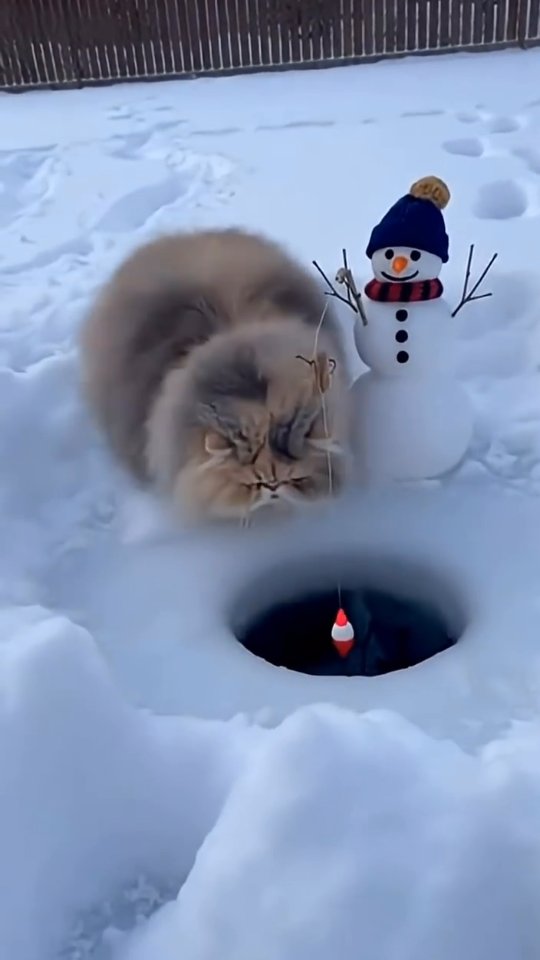 A curious cat faces winter ice with gentle protection