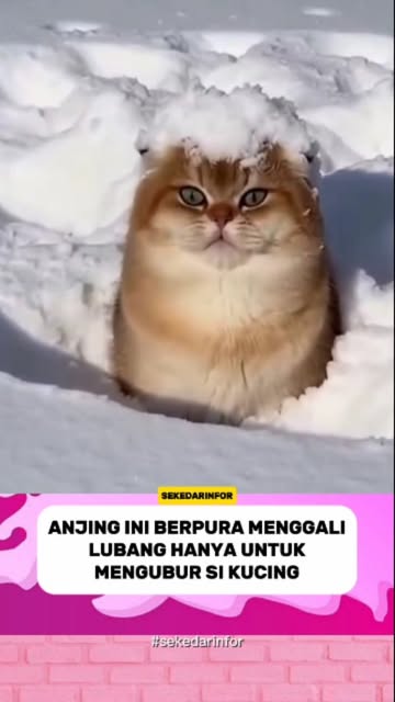 #Anjing Reel by @sekedar.infor - Video tersebut menampilkan seekor anjing berbulu putih dan seekor anak kucing cokelat mirip Shiba Inu yang bermain dan menggali di tanah perkotaan yan