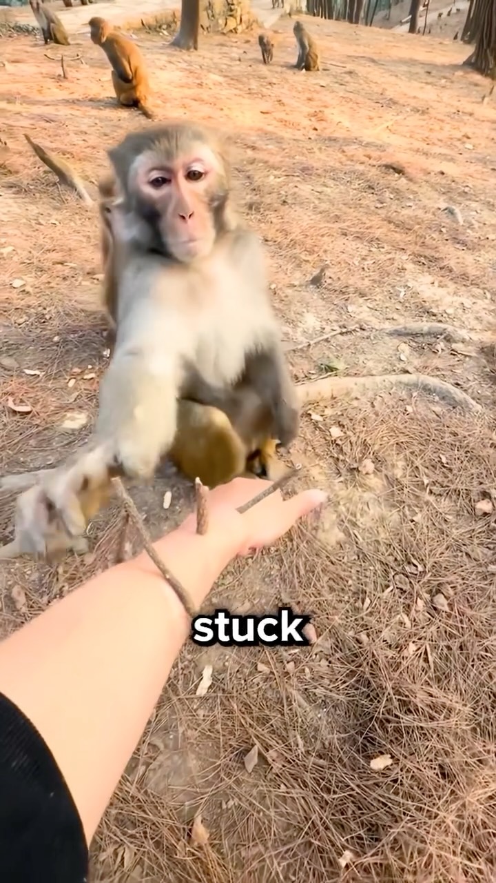 Monkeys behave this way because they have highly developed social intelligence shaped by living in complex groups. Primates are wired to notice distress, unusual movements, or foreign objects on other