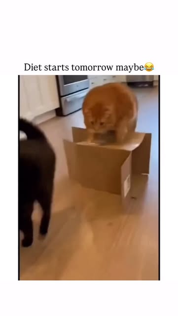 #Funnycat Memes Reel by @memeowverse - This video is a lighthearted compilation of various cats getting into humorous, often clumsy situations due to their size and enthusiasm. Each segment