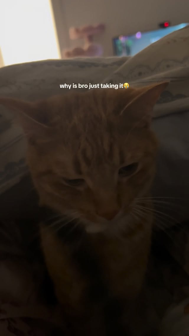 is it because he’s orange? #cats_of_instagram #cat #orangecat #catlife #boycat