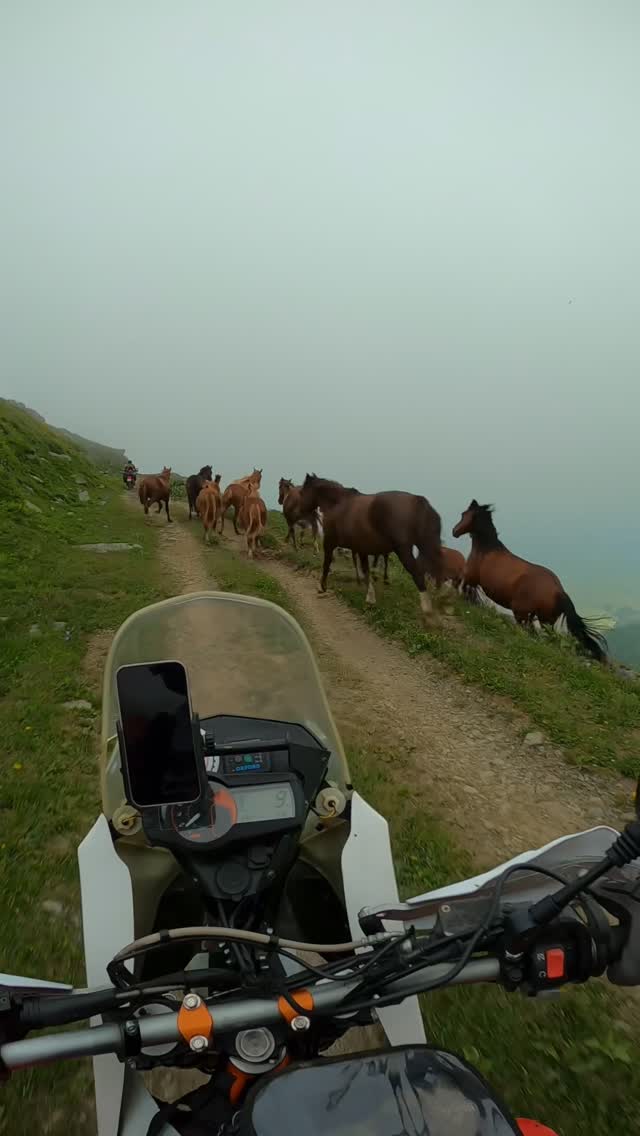Armenian horses #armenia #ktm #horse #motorcycle #adventure