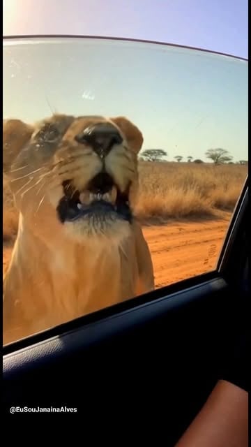 #Selfie Reel by @eusoujanainaalves - 🦁Quando ela me encarou, eu soube que ia dar errado
Janaína grava em selfie quando o leão para, encara diretamente a câmera por alguns segundos e, se